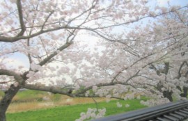 涌谷城下の桜
