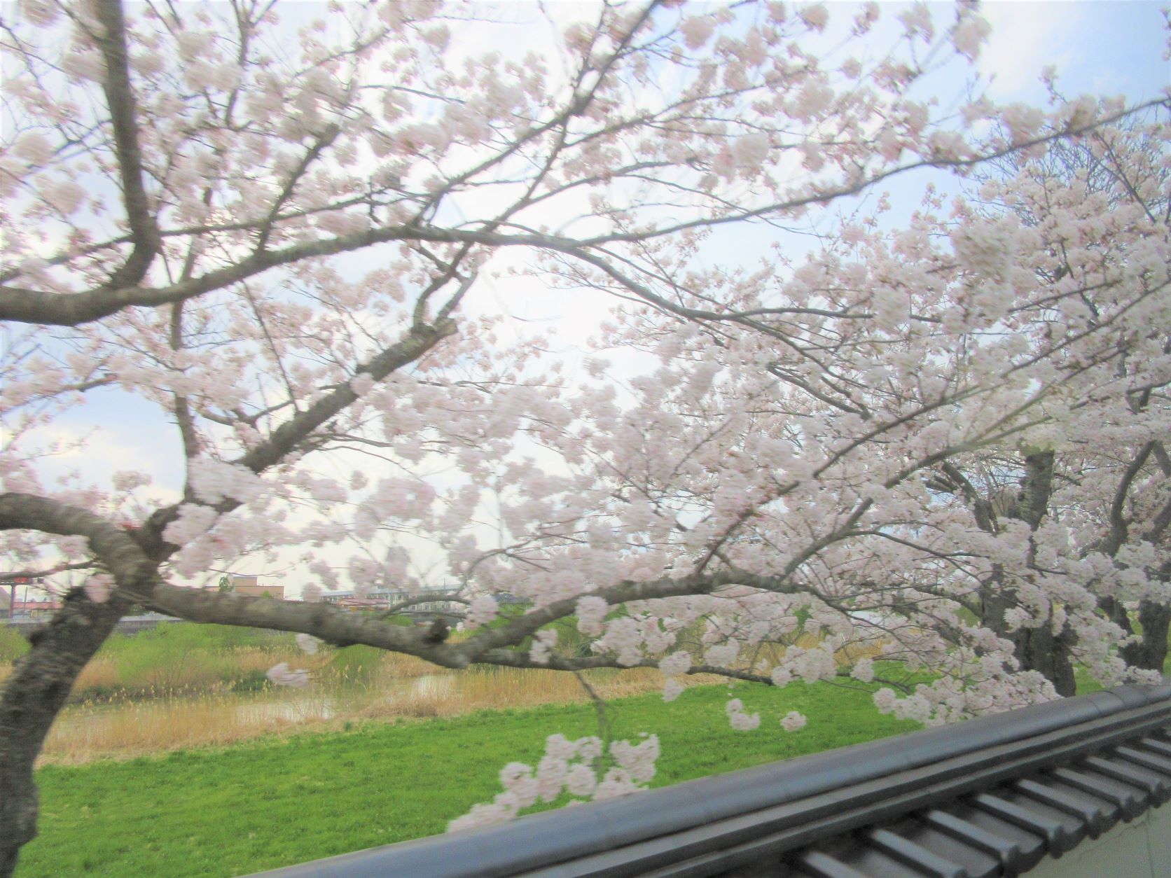 涌谷城下の桜